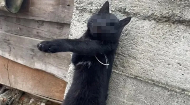 Kan donduran olay: Kediyi duvara çivilediler