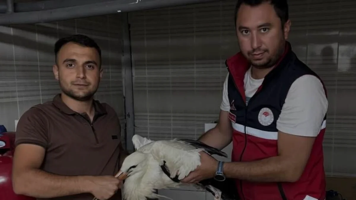 Devrekani’de Yaralı Leylek Rehabilitasyon Sürecine Alındı