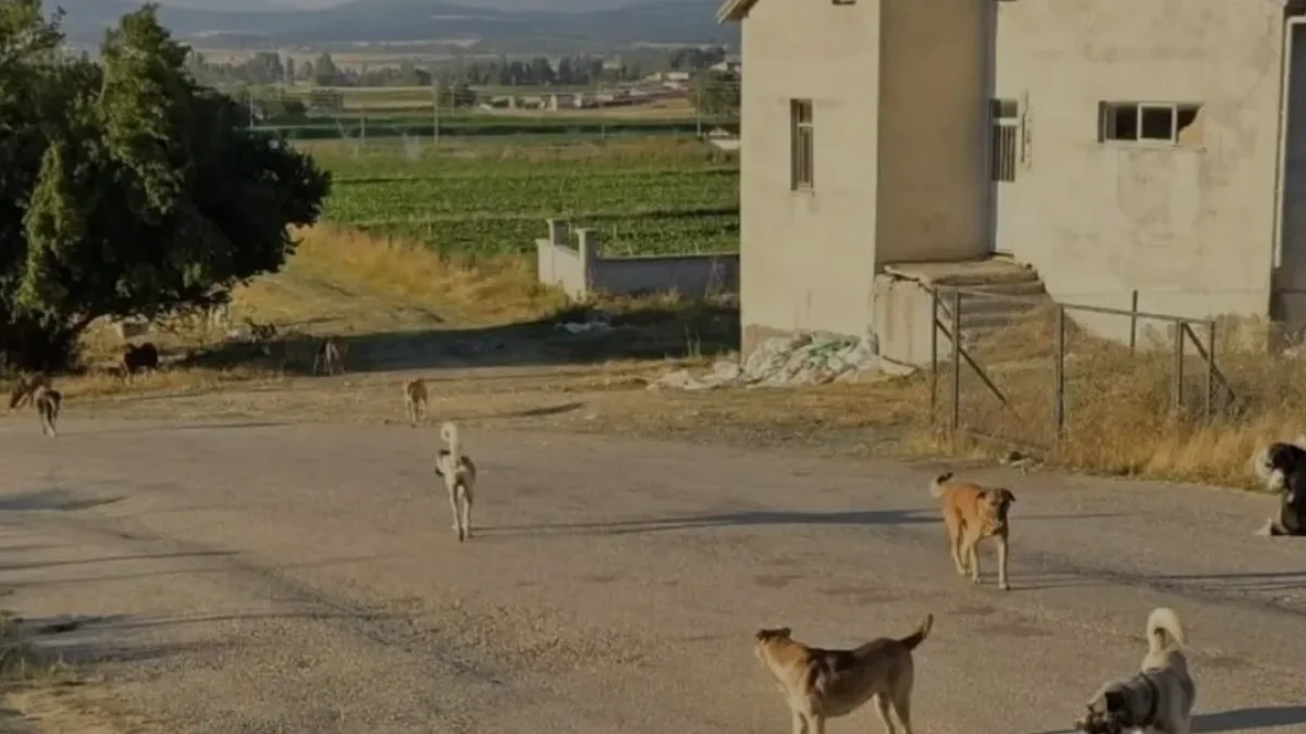Devrekani’de başıboş köpek sürüsü vatandaşları tedirgin etti