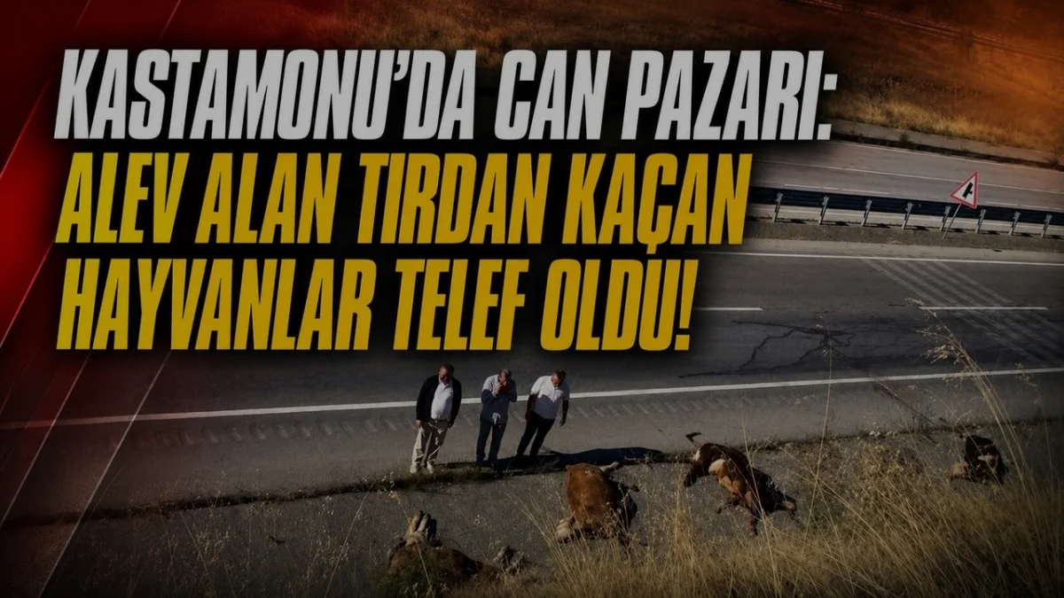 Tosya D100 Karayolu üzerinde kaza; Hayvanlar telef oldu